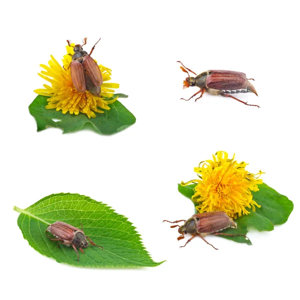 May bug collection — Stock Photo, Image