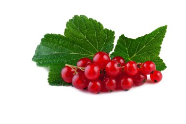 Frenk üzümü yaprağı beyaz zemin üzerine