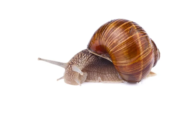Garden snail (Helix pomatia) isolated on white — Stock Photo, Image