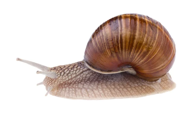 Caracol de jardín (Helix pomatia ) — Foto de Stock