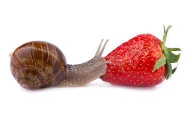 Bahçe salyangoz (Helix pomatia) üzerinde bir çilek sürünen
