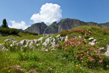Alpine rose (Rhododendron ferrugineum ile dağ manzarası)