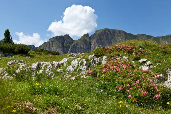 Paysage de montagne avec rose alpine (Rhododendron ferrugineum) ) — Photo