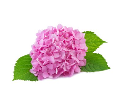 Ortanca çiçekleri beyaz üzerine izole edilmiş.