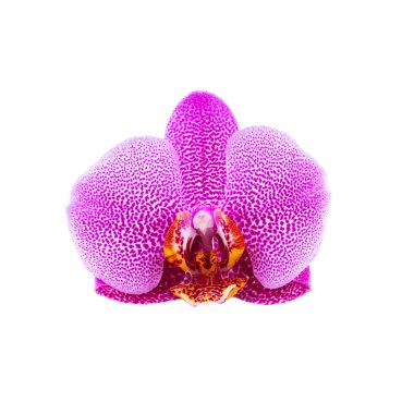 Pembe orkide beyaza izole edilmiş.