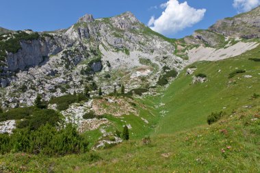 Avusturya Alpleri'nde yaz peyzaj