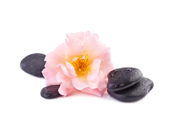 Spa concept, roze roos met zen stone — Stockfoto