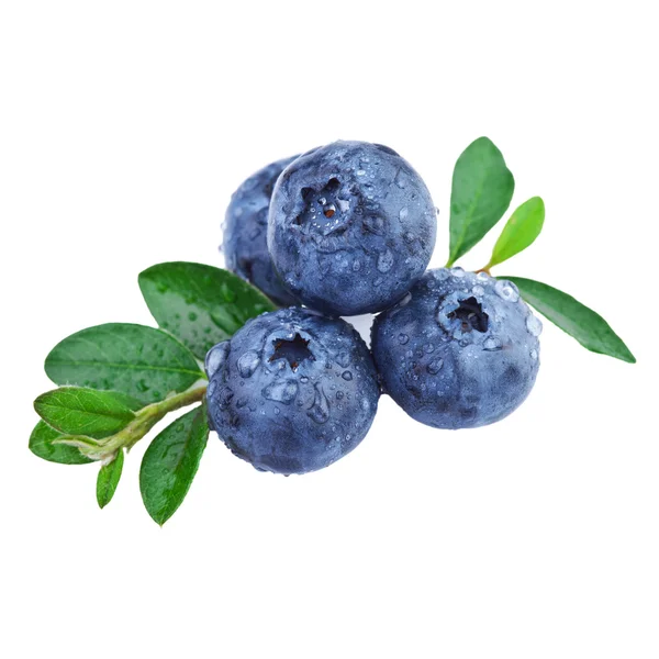 Blueberry isolated on white — Stock Photo, Image