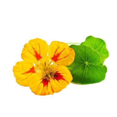 beyaz izole nasturtium veya tropaeolum çiçek