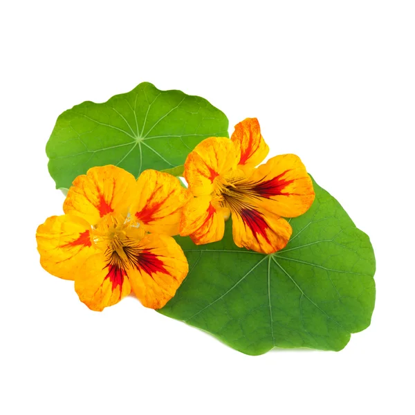 Flores de Nastúrcio ou Tropaeolum — Fotografia de Stock