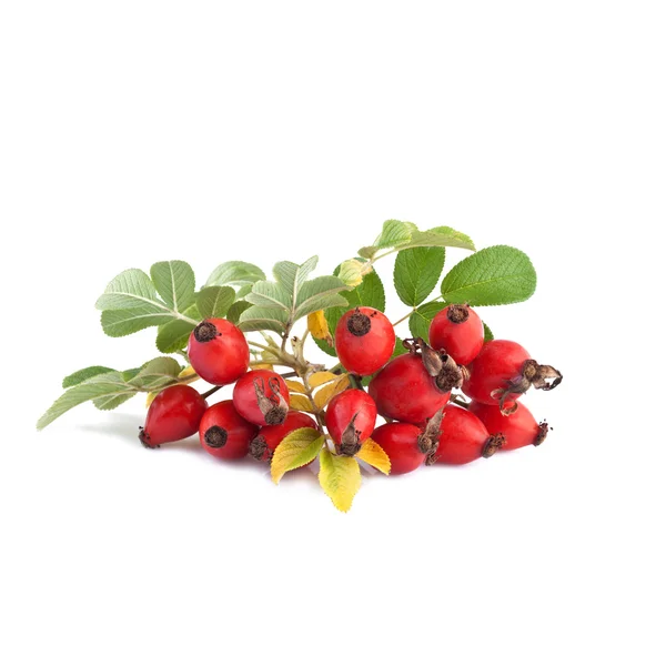 Ripe rose hip or Rosa canina — Stock Photo, Image