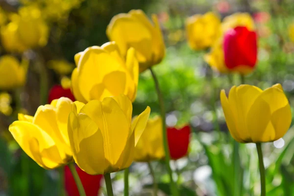 Tulipes jaunes et rouges — Photo