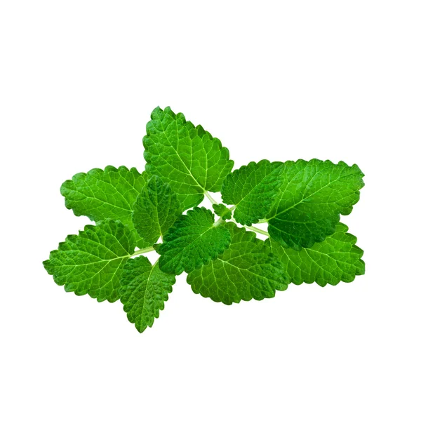 Hoja de menta — Foto de Stock