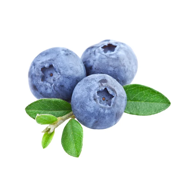 蓝莓隔离 — 图库照片