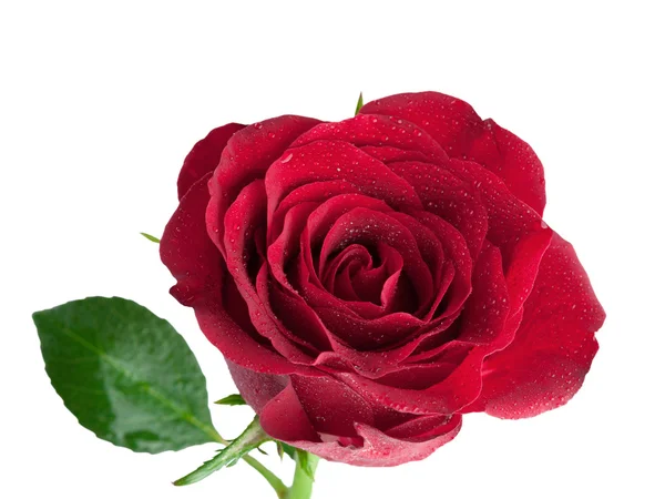 Red Rose isolated on White Background — Stock Photo, Image