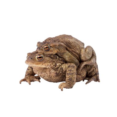 ortak kurbağa ya da Avrupa Kurbağa (bufo bufo), amplexus