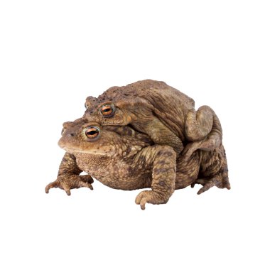 Common toad or european toad (Bufo bufo), Amplexus clipart