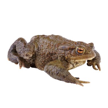 Common Toad or european Toad clipart