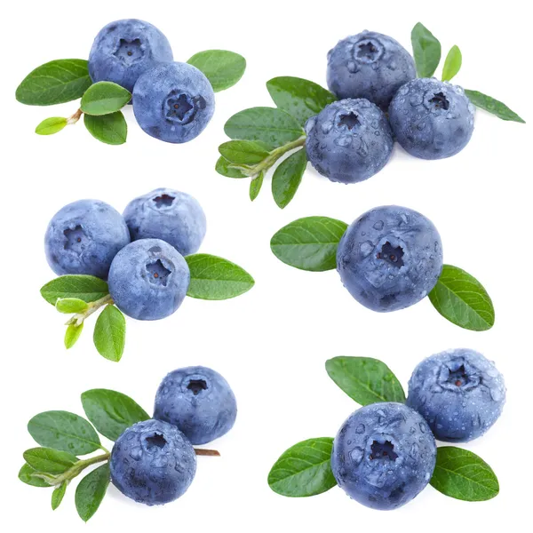 Blaubeeren-Sammlung Stockbild