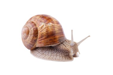 Bahçe salyangoz - helix pomatia