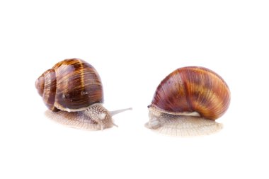 Bahçe salyangoz - helix pomatia üzerinde beyaz izole