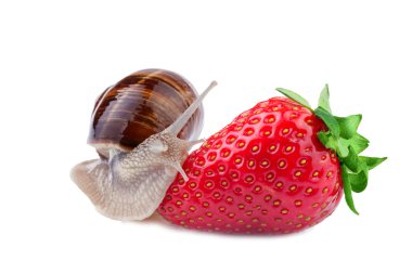 Snail creeps on a strawberry clipart