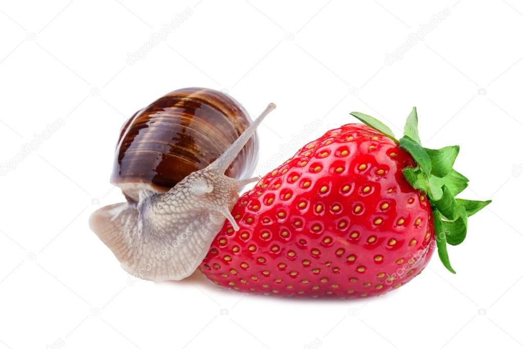 Snail creeps on a strawberry