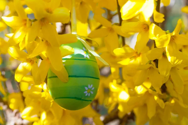 Ovo de Páscoa pendurado em um galho com flores amarelas — Fotografia de Stock