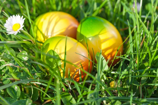 Easter Eggs hidden in Green Grass — Stock Photo, Image
