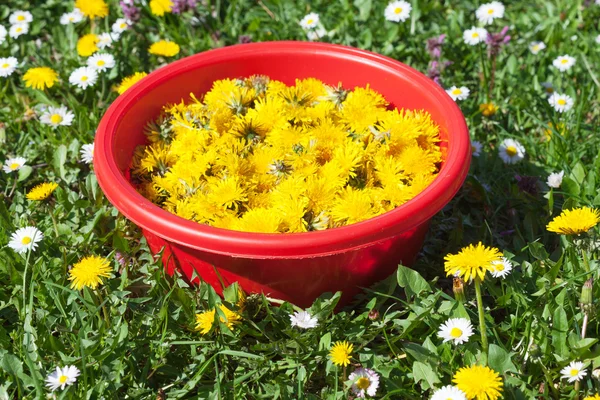 タンポポの花の牧草地の収集 — ストック写真