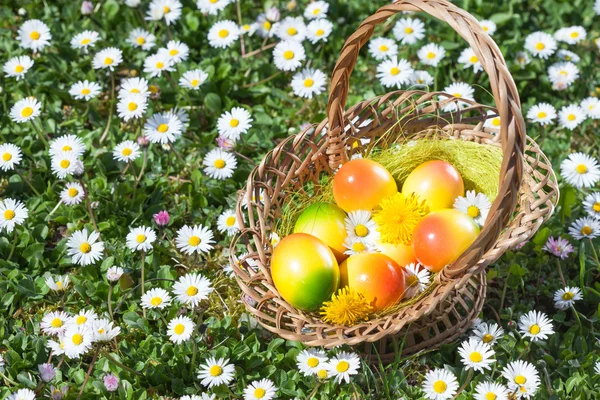 Easter Egg in Basket on a Meadow — Stock Photo, Image