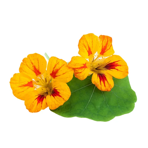 Nasturtium Flower — Stock Photo, Image