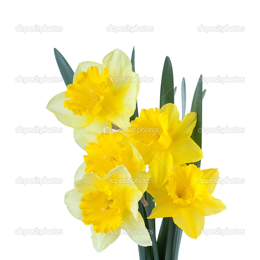 Spring Daffodil Flowers isolated on white