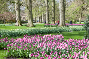 Keukenhof çiçek bahçesi Lisse, Hollanda