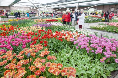 Keukenhof Bahçe, lisse, Hollanda