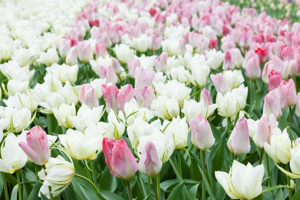 白色和粉红色的郁金香，在荷兰库肯霍夫花园 — 图库照片