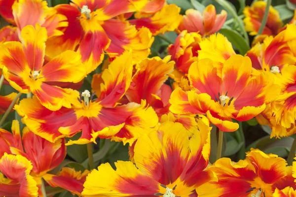 Geel-oranje tulpen in close-up — Stockfoto