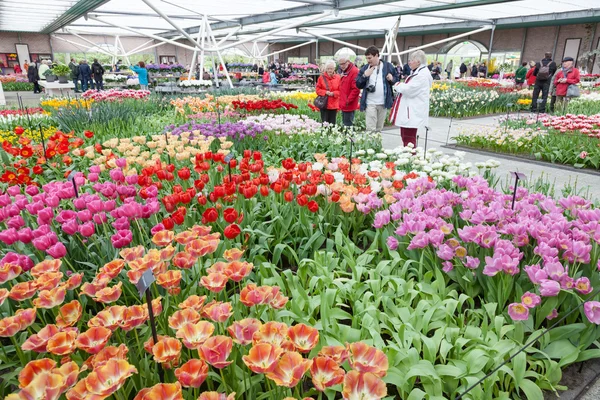 Keukenhof Tuin, lisse, Nederland — Stockfoto