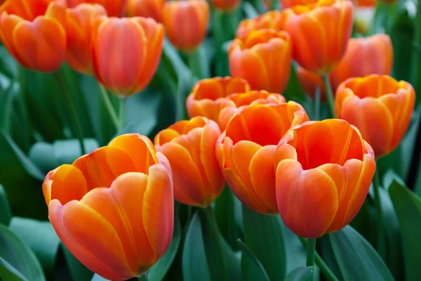 Orangetulips in de keukenhof Tuin, lisse, Nederland — Stockfoto