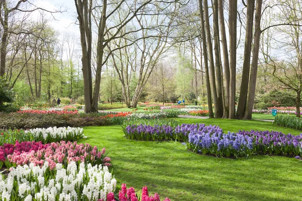 Keukenhof Tulip Garden- Paesi Bassi — Foto Stock