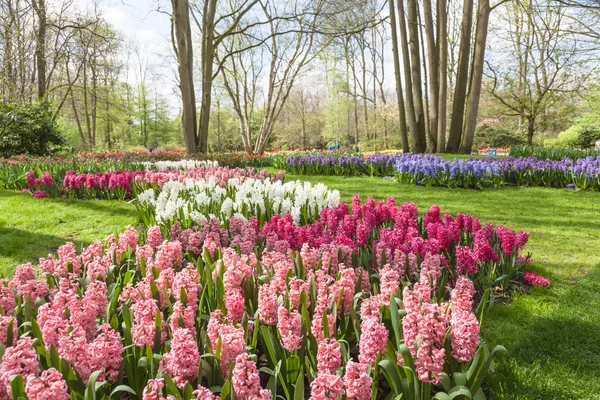 Flori colorate și flori în grădina de primăvară olandeză Keukenhof (Lisse, Olanda ) — Fotografie, imagine de stoc