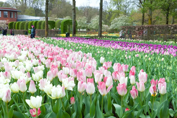 Квітковий парк Кекенхоф квітник, lisse, Нідерланди — Stock Fotó