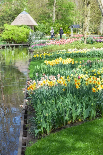 Fiori primaverili Keukenhof Garden, Lisse, Paesi Bassi — Foto Stock