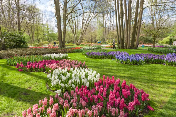 Keukenhof- Tulip Garden- Нидерланды — стоковое фото