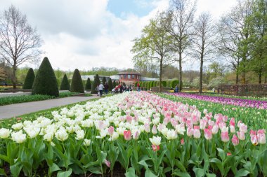 Keukenhof Bahçe, lisse, Hollanda.