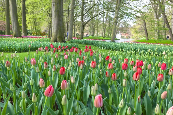 Tavasszal a keukenhof kertek, lisse, Hollandia. — Stock Fotó