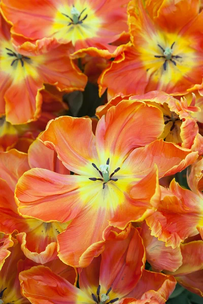Tulipes orange en gros plan — Photo