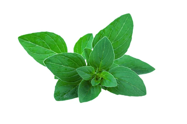 Mint leaf — Stock Photo, Image