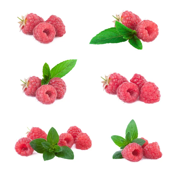 Raspberries collection — Stock Photo, Image