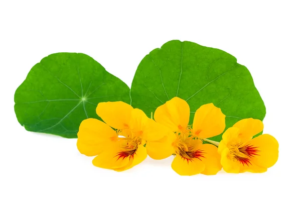 Nasturtium bloem — Stockfoto